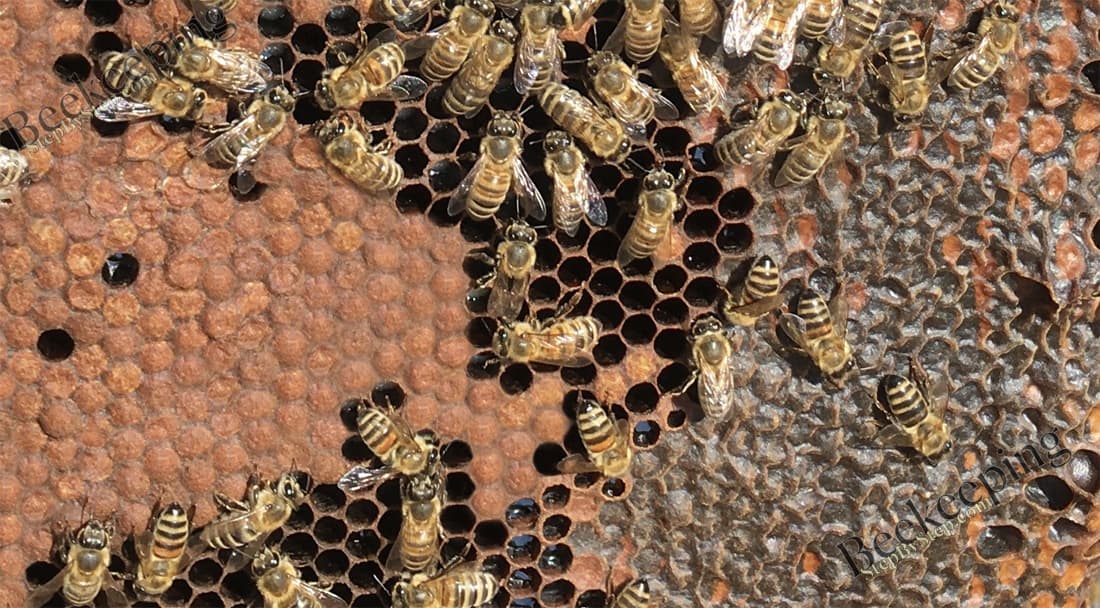 Frame of brood and honey