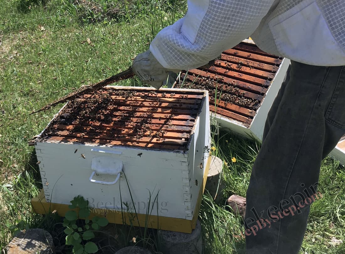 Beekeeper opening the hive 