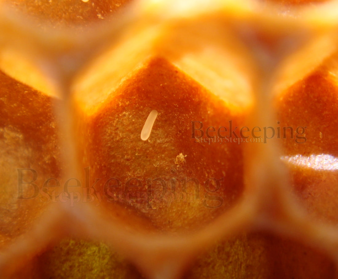Honey bee egg on the bottom of the honeycomb cell