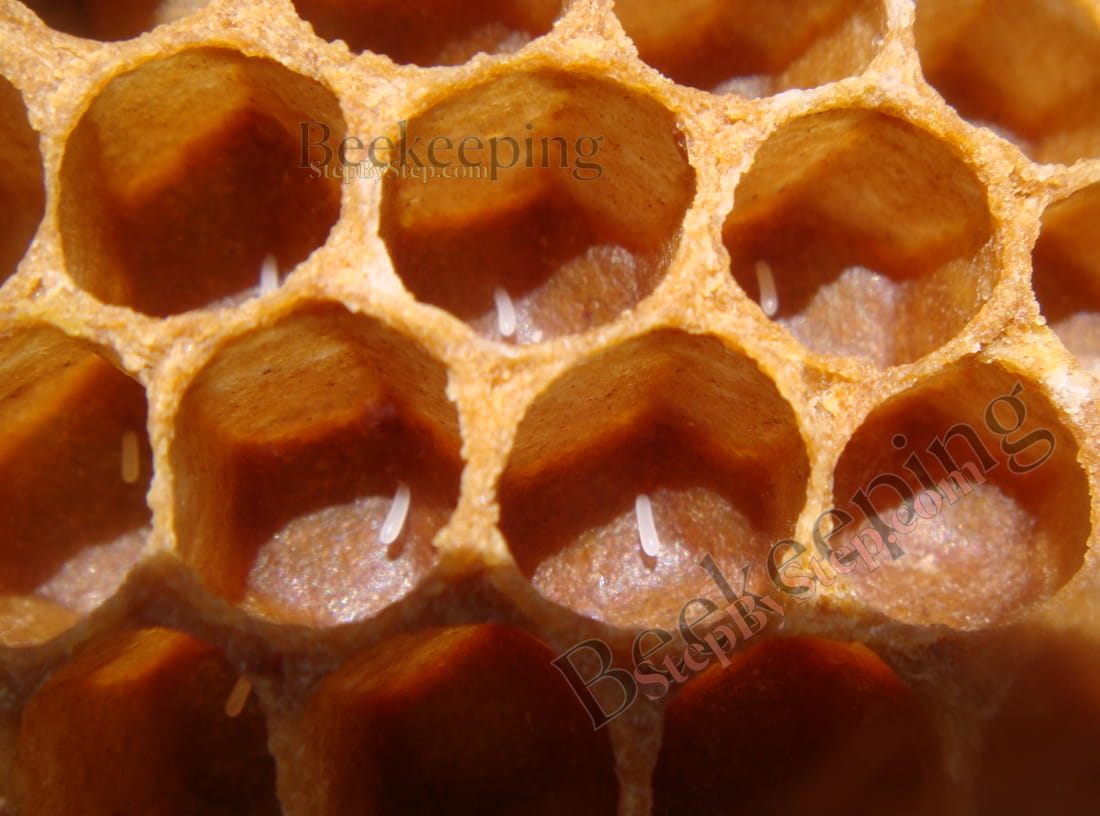 Eggs in honeycomb cells
