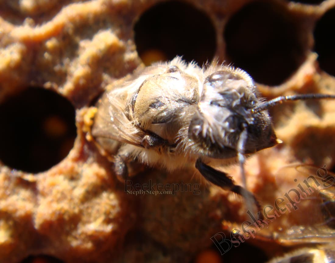 Emerging worker bee