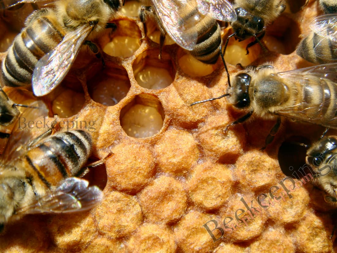 Uncapped and capped worker brood