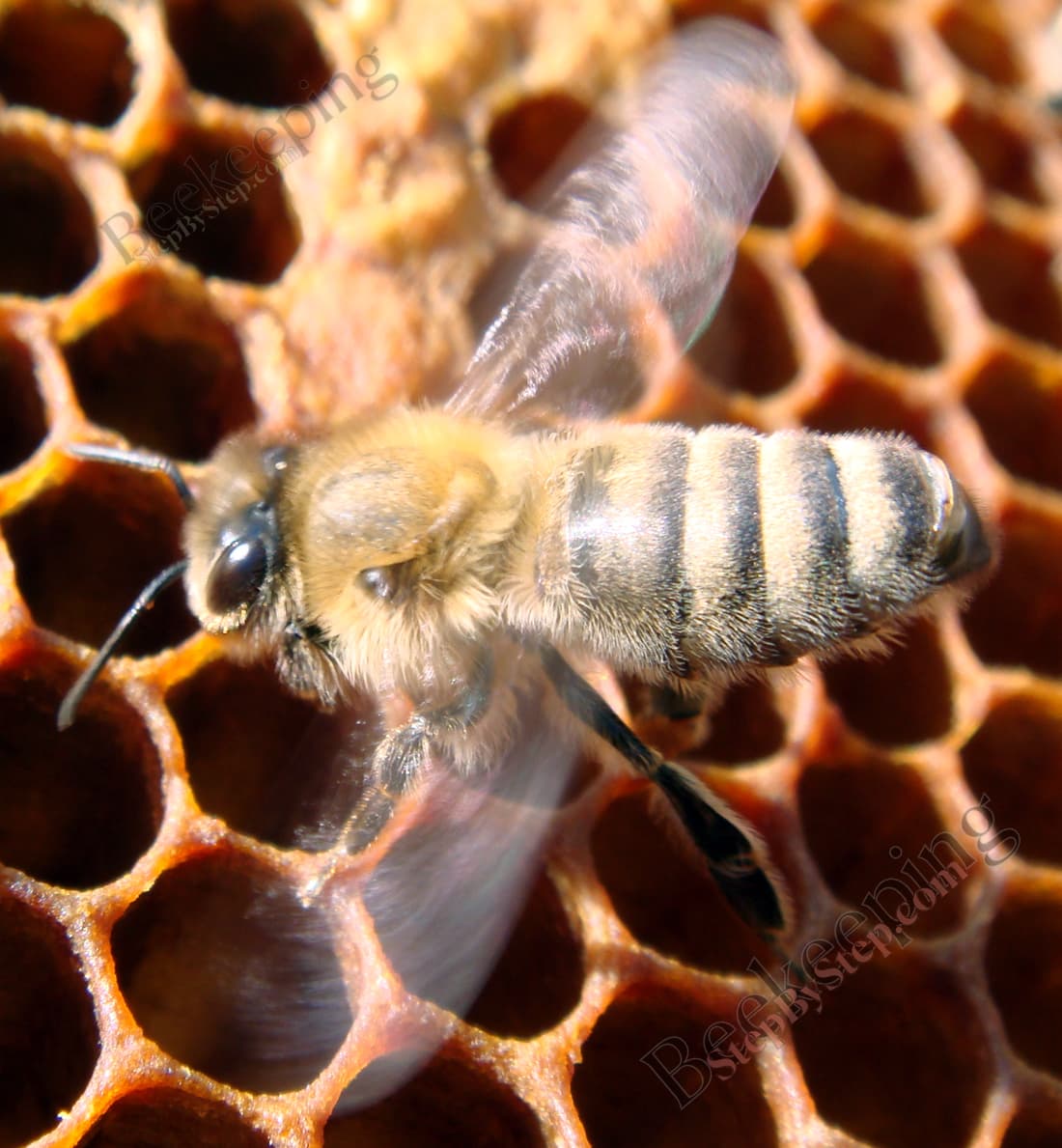 Worker bee fanning