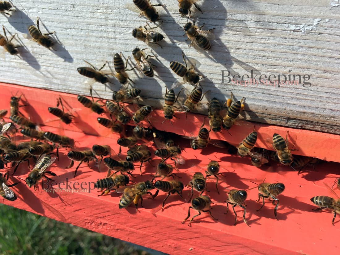 Worker bees fanning on the entrance of the hive