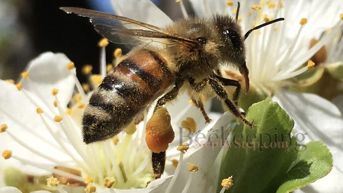 Worker bee on flower