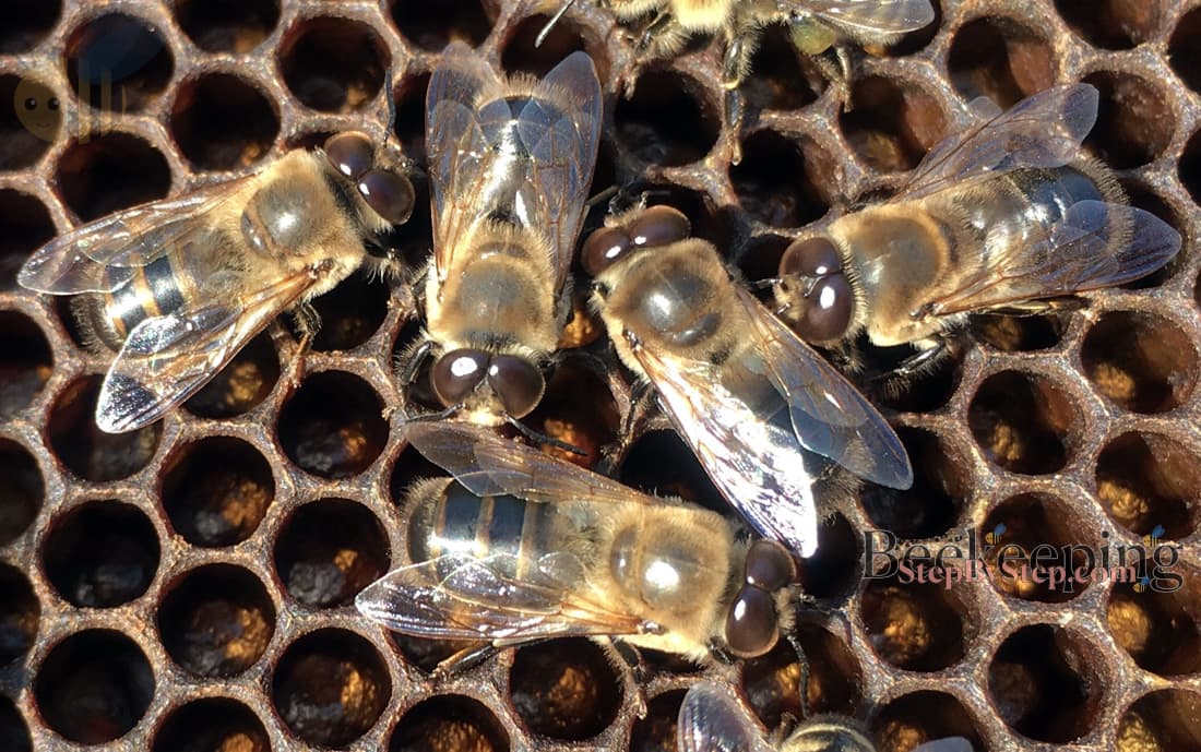 Drone bees on frame