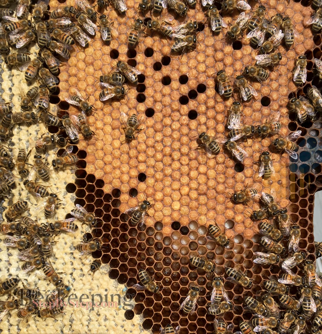 Frame with brood and honey