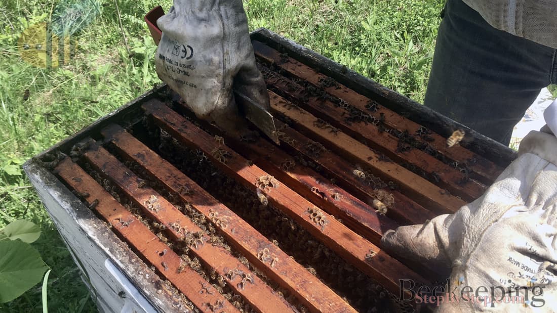 Beekeeper searching for queen