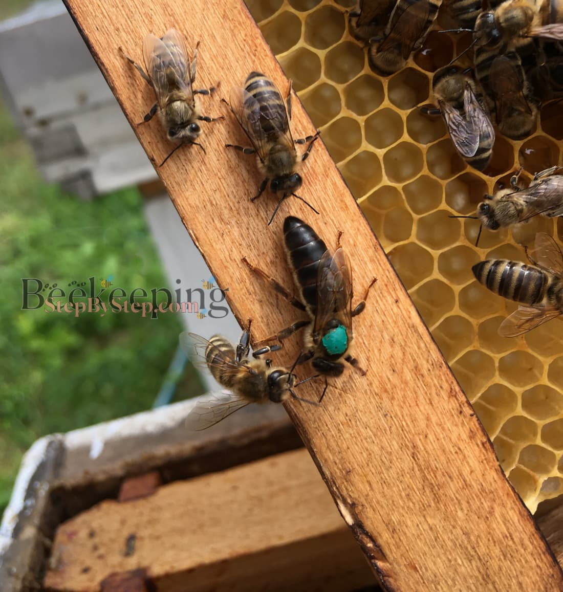 Queen bee marked with green paint and just emerged worker bee
