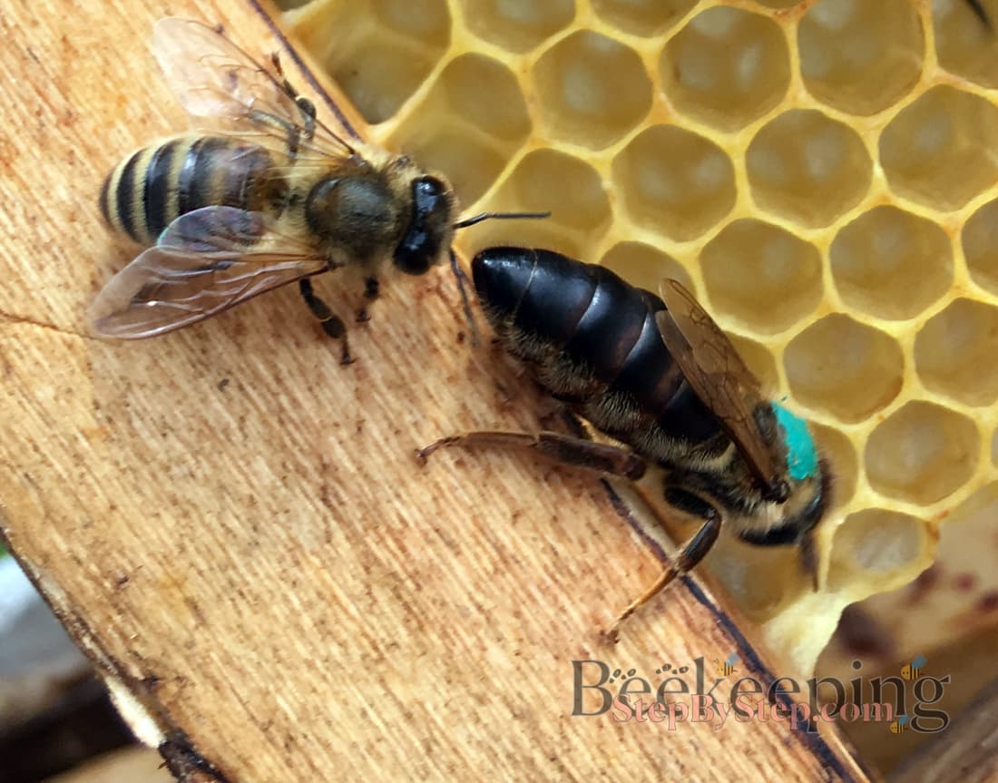 Worker bee and queen