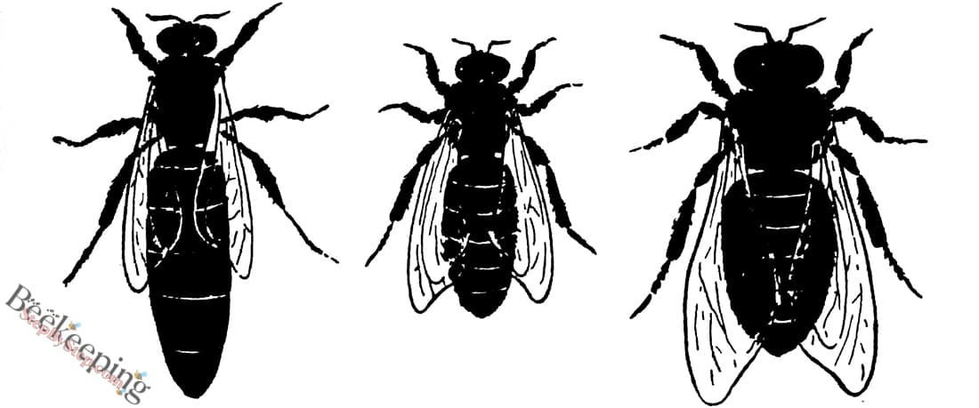 Queen bee, worker bee and drone