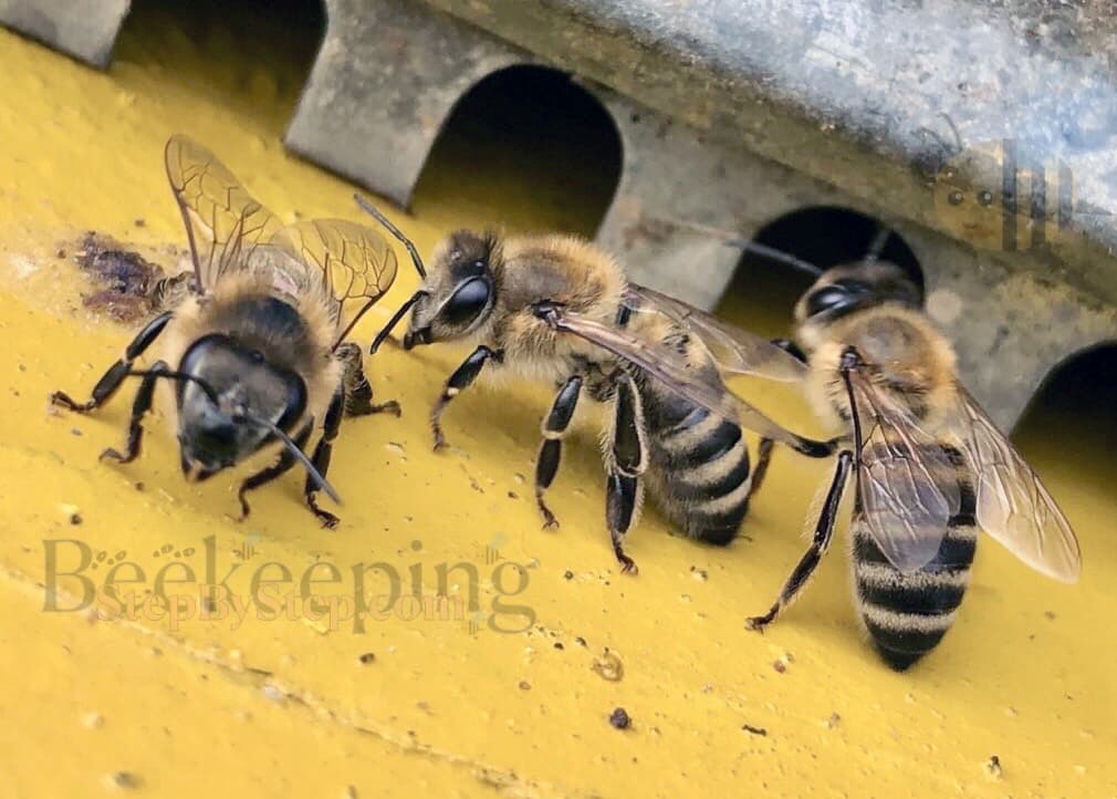 Three worker bees on hive entrance
