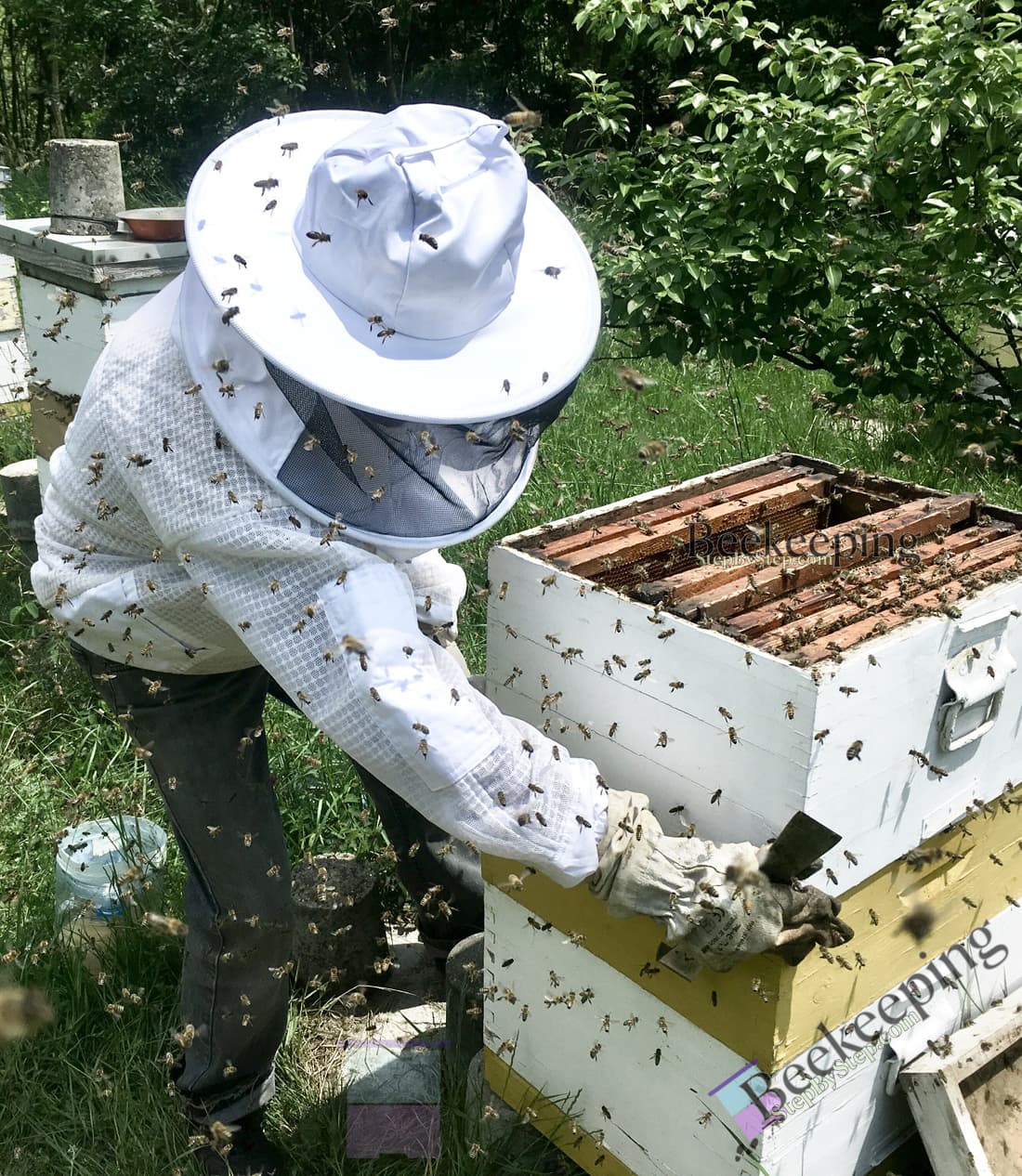 Beekeeper opening the beehive