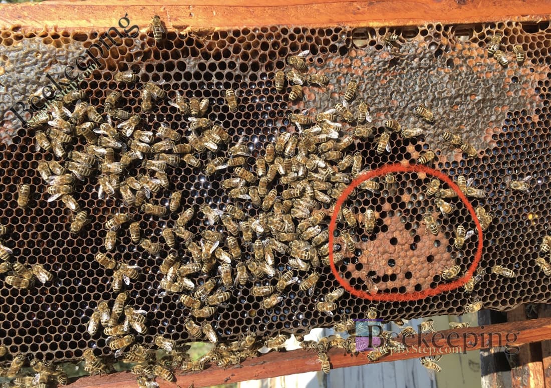 Frame of brood and honey in fall