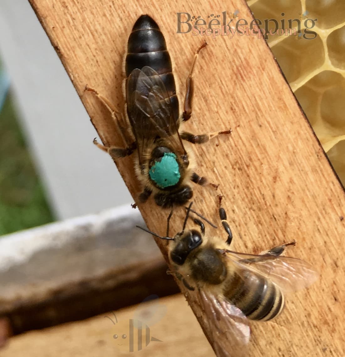 Queen and worker bee 