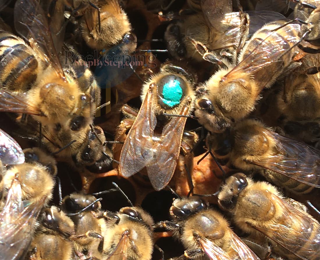 Queen bee laying an egg