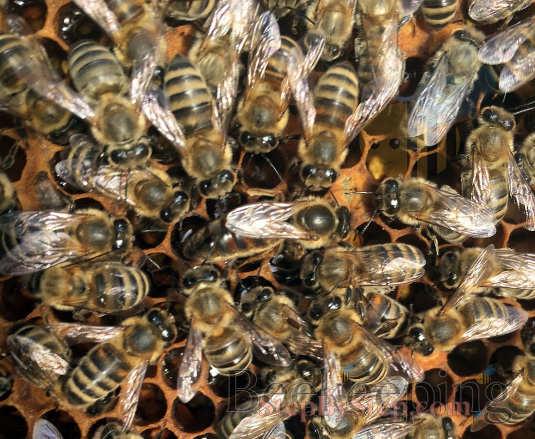 Queen bee surrounded with worker bees 