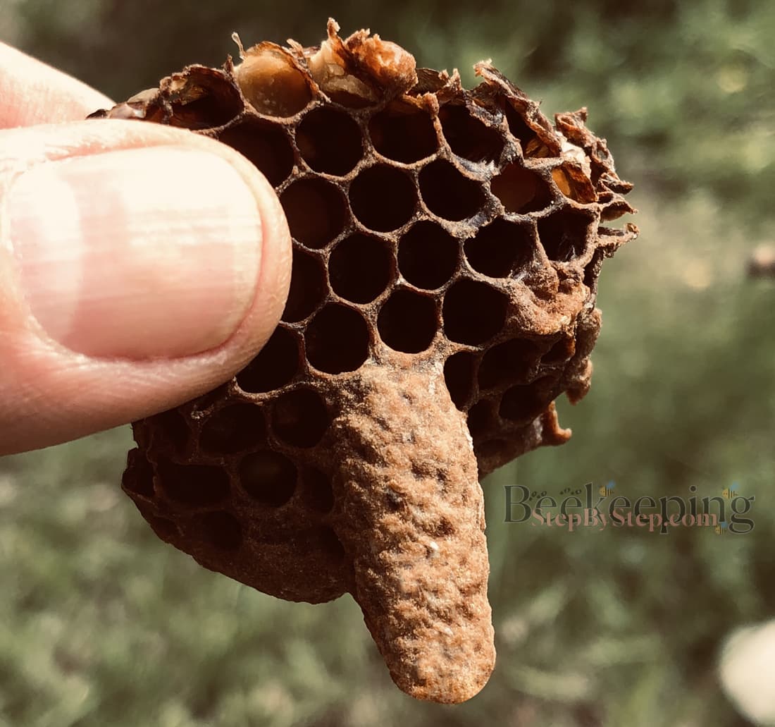 A queen cell cut from a honeycomb