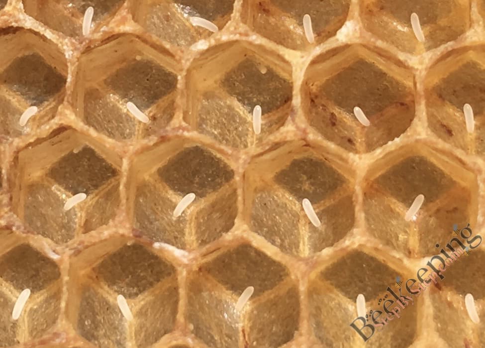 Zoomed in bee eggs