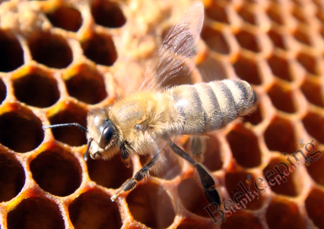 Worker bee fanning