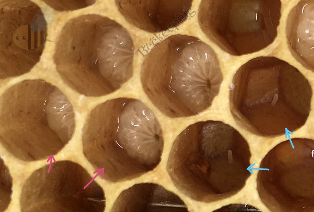 Honey bees' larvae and eggs