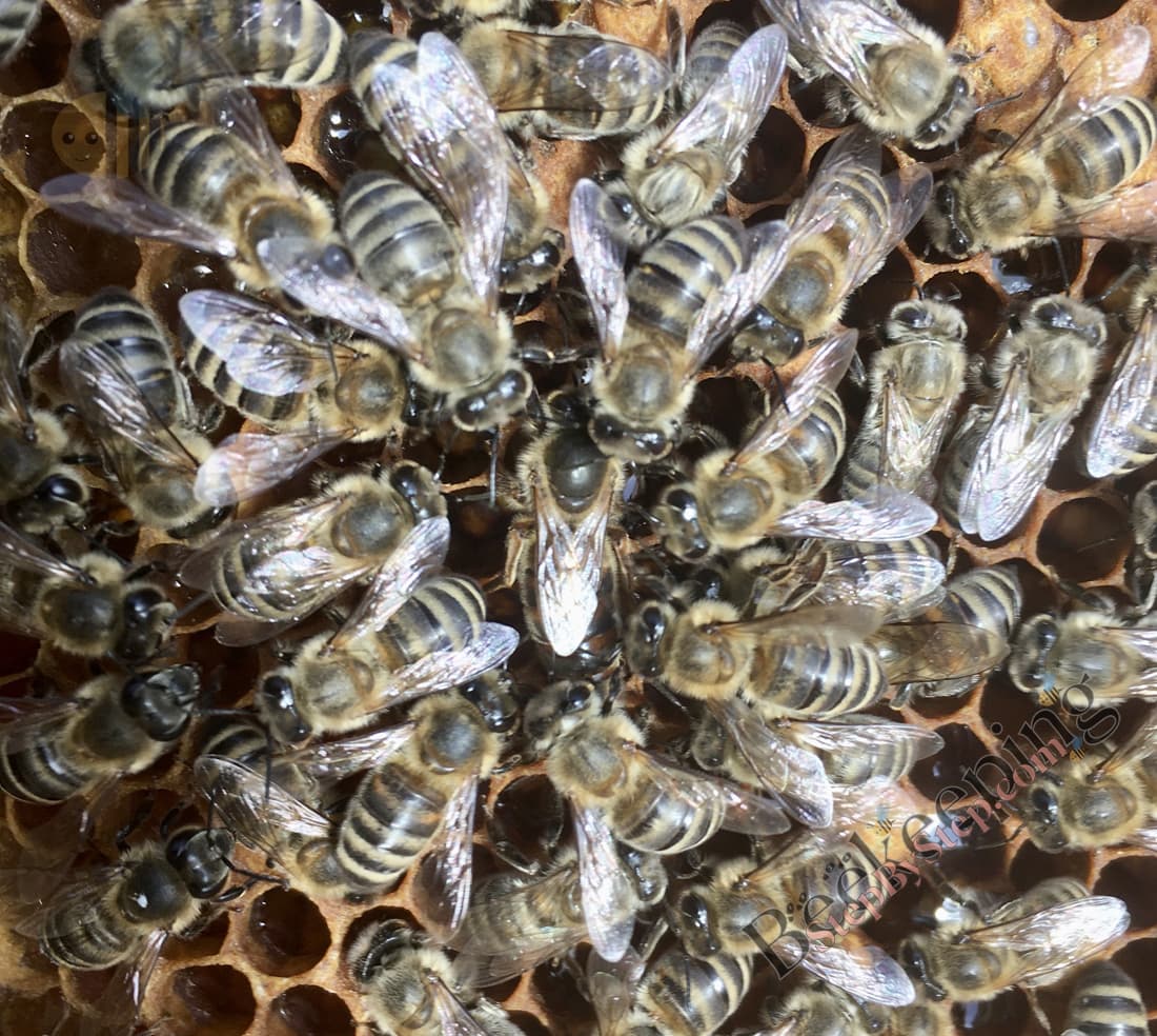 Queen bee surrounded with worker bees