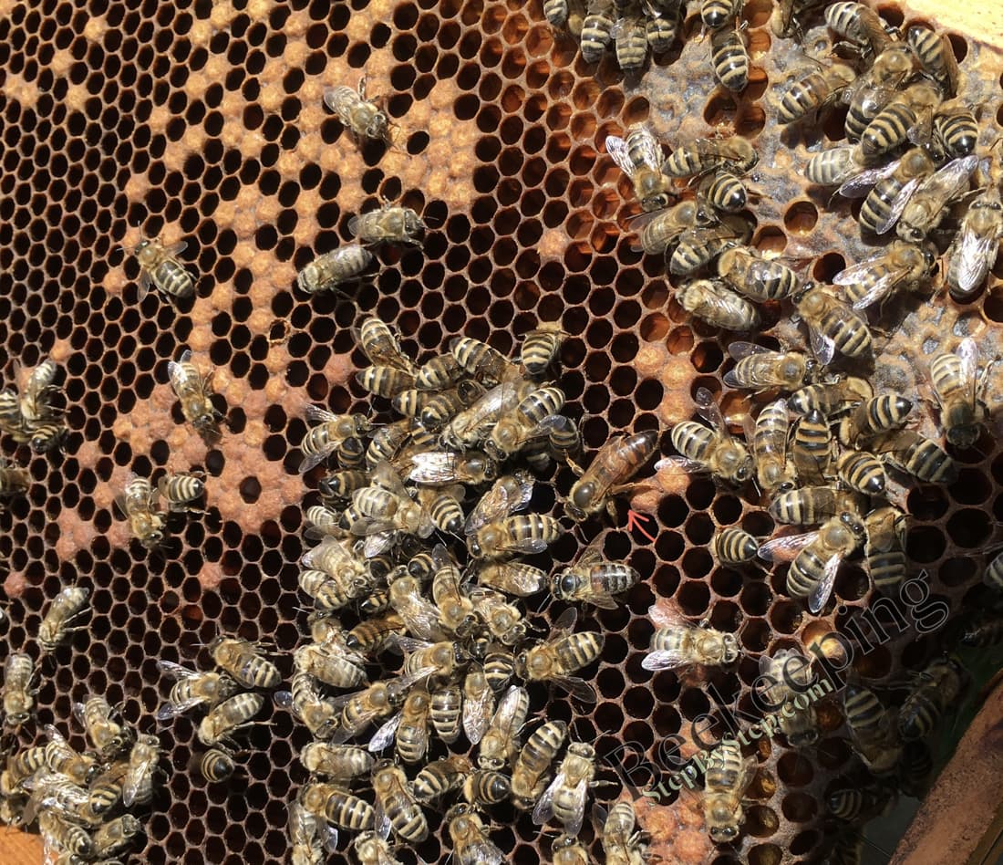 Queen bee on a brood frame