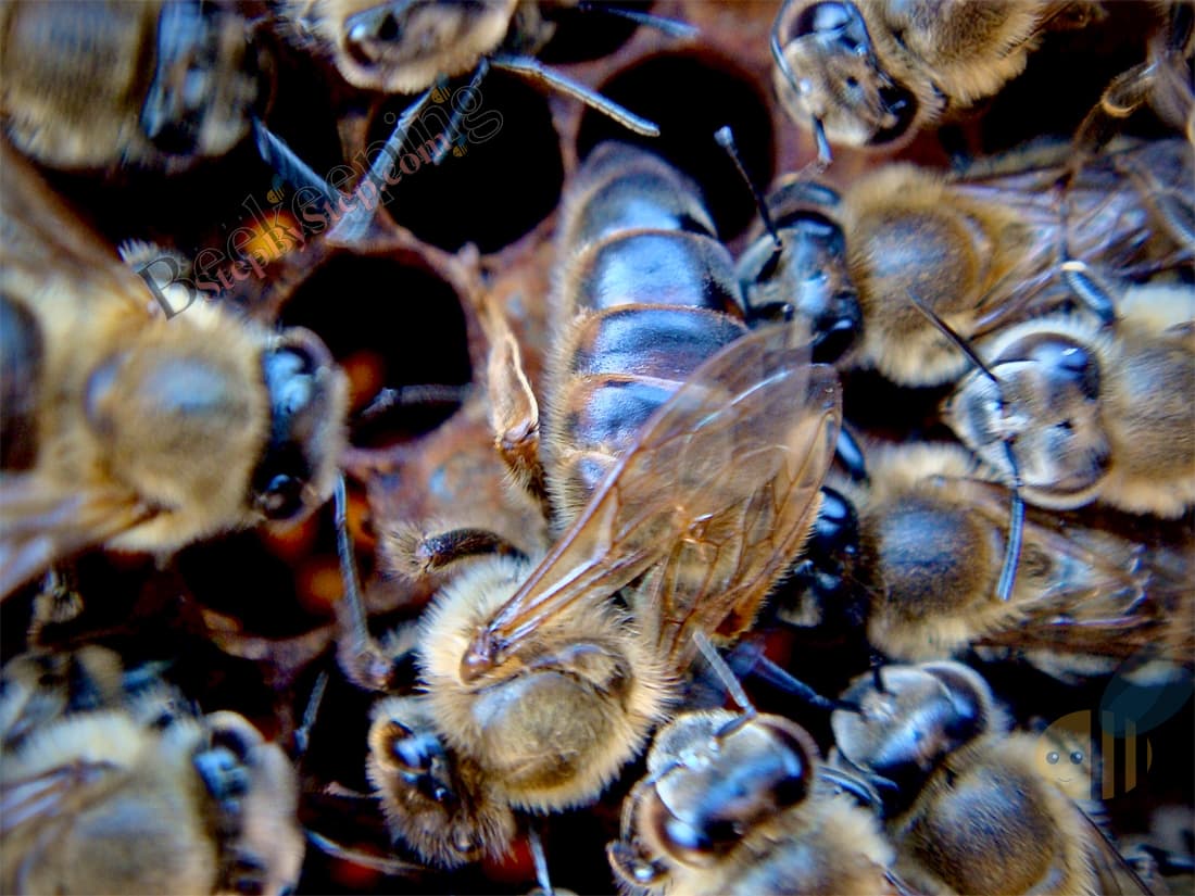 Queen bee surrounded with worker bees