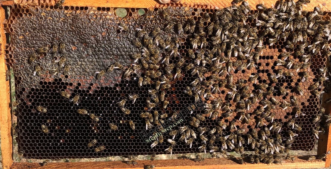 Frame with honey and small amount of brood 