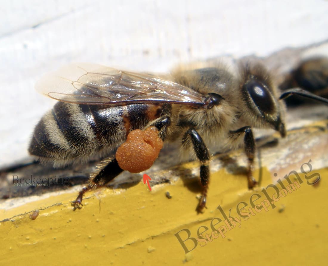 Worker bee with pollen on her hind legs
