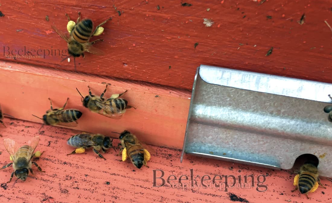 Worker bees at the enrance of the hive bringing in pollen