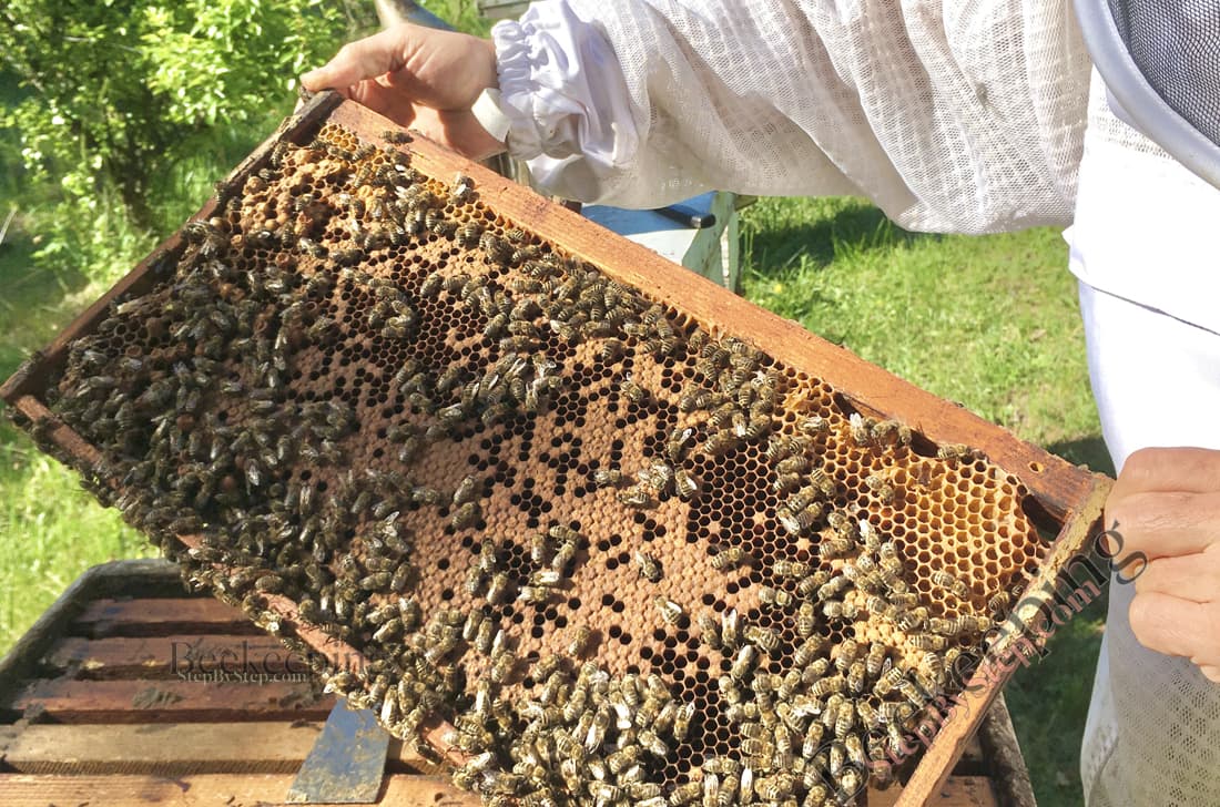 Beekeeper holding a frame of brood