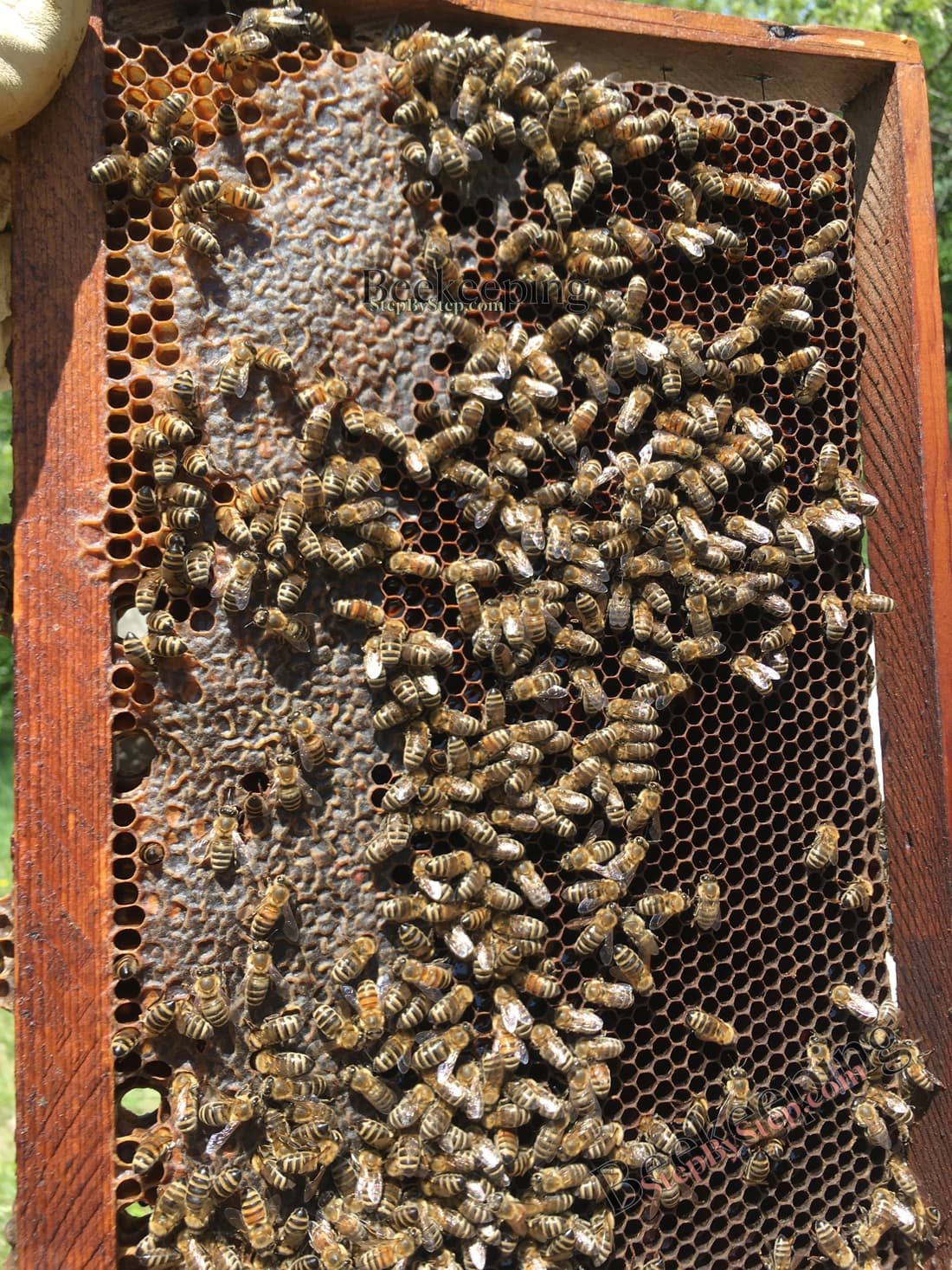 Frame with honey and nectar