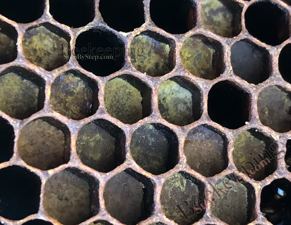 Pollen in cells - perga - bee bread