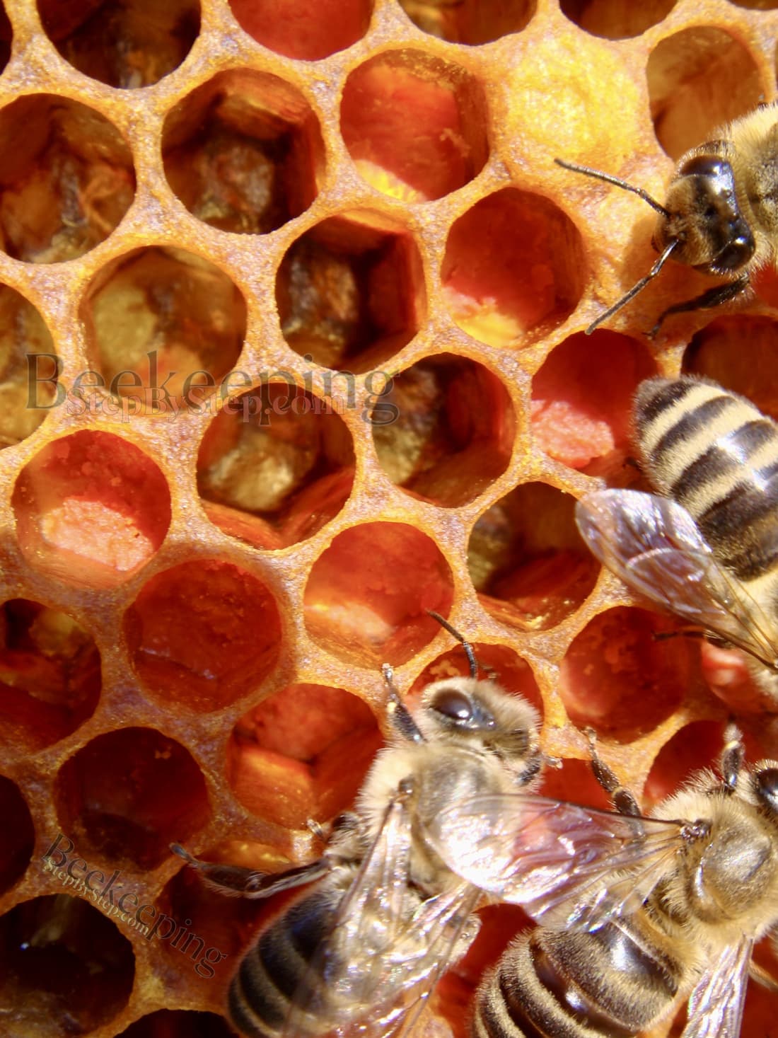 Orange pollen in honeycomb cells