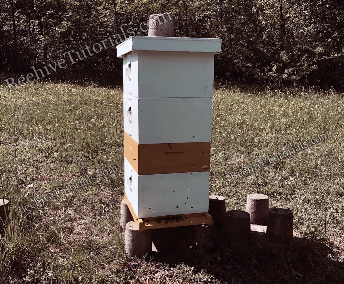 Beehive with 1 deep and 1 medium brood box and 2 deep honey supers