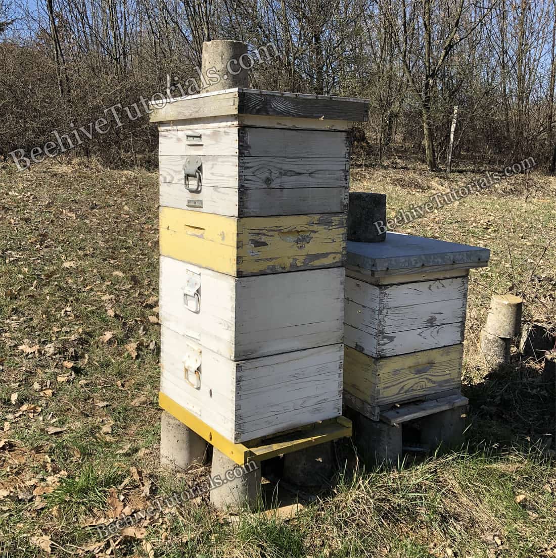 Hives with different boxes 