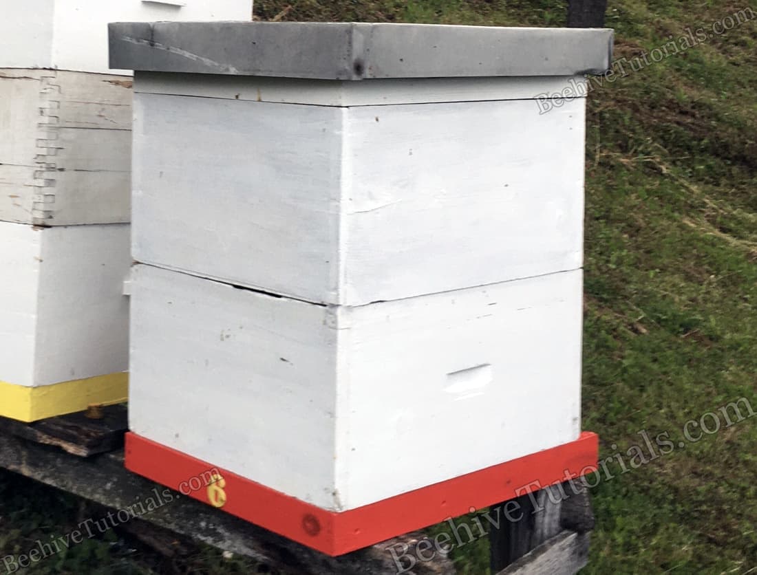 Hive with one deep brood box and one deep honey super 