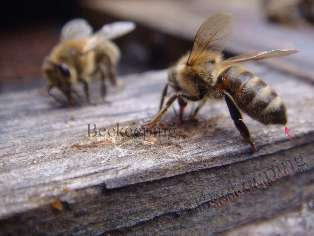 Honey bees have stinger 