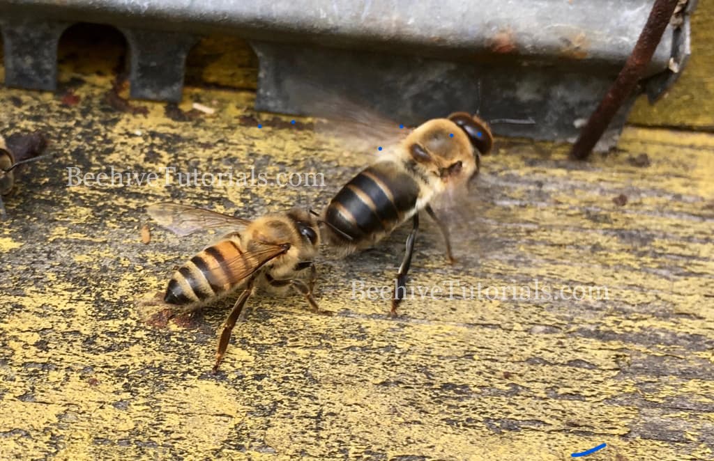Worker bee evicting drone 